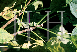 Picture of Catalpa bignonioides 