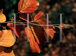 Picture of Hamamelis japonica var. flavopurpurascens 