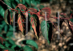 Picture of Stachyurus praecox 