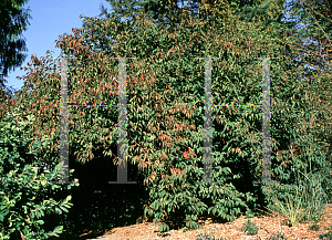 Picture of Stachyurus praecox 