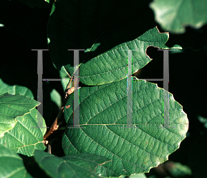 Picture of Fothergilla major 'Sea Spray'