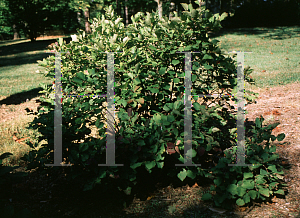 Picture of Fothergilla major 'Sea Spray'