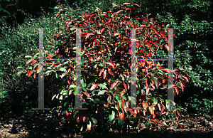 Picture of Viburnum nudum 