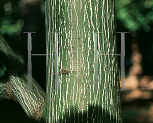 Picture of Acer pensylvanicum 