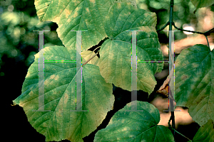 Picture of Acer pensylvanicum '~Species'