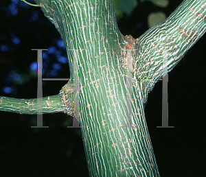 Picture of Acer tegmentosum 