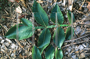 Picture of Rhus chinensis 
