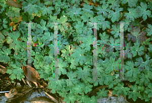 Picture of Geranium macrorrhizum 'Walter Inquersen'