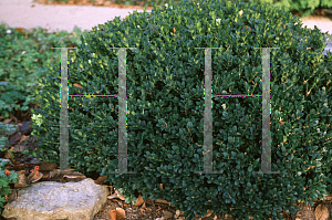 Picture of Buxus sempervirens 'Vardar Valley'