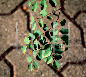 Picture of Indigofera kirilowii 