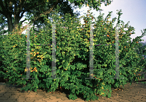 Picture of Indigofera kirilowii 