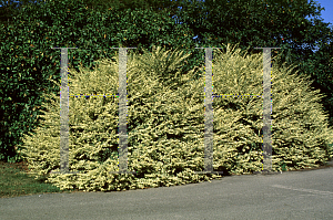 Picture of Ligustrum sinense 'Variegatum'