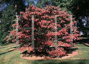 Picture of Cornus florida 'Poinsett'