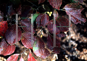 Picture of Cornus florida 'Poinsett'