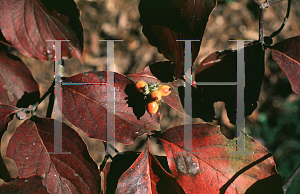 Picture of Cornus florida 'Poinsett'