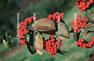 Picture of Viburnum dilatatum 'Iroquois'