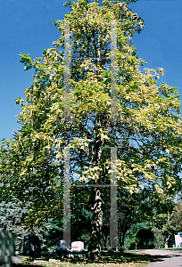 Picture of Catalpa speciosa 