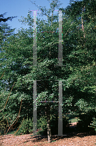 Picture of Quercus georgiana 