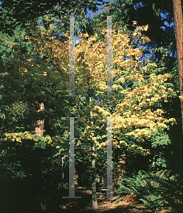 Picture of Acer pensylvanicum 