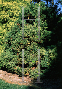 Picture of Chamaecyparis obtusa 'Juniperioides Aurea'