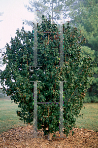 Picture of Acer saccharum 'Eagle Claw'