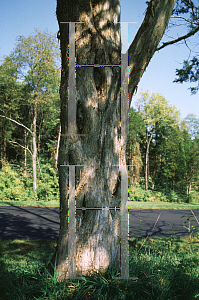 Picture of Juniperus virginiana 