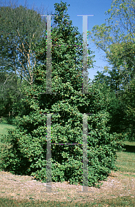 Picture of Ilex opaca 'Marianne'
