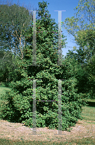 Picture of Ilex opaca 'Marianne'