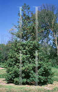 Picture of Ilex opaca 'Sleigh Bells'