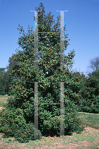 Picture of Ilex opaca 'Grace McCutchan'