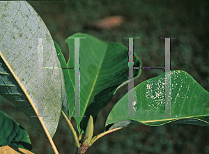 Picture of Magnolia officinalis 