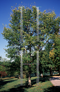 Picture of Ulmus serotina 