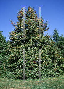 Picture of Ilex opaca 'Indian Maiden'