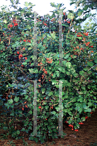 Picture of Viburnum opulus 