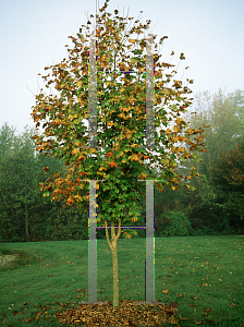 Picture of Acer saccharum ssp. nigrum 'Greencolumn'