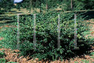 Picture of Ilex crenata 'Morris Dwarf'