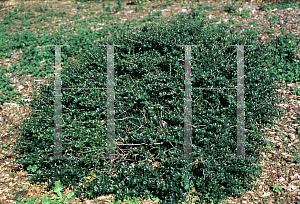 Picture of Ilex crenata 'Kingsville Green Cushion'