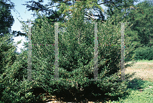 Picture of Ilex crenata 'William Jackson'