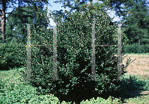 Picture of Ilex crenata 'Steeds'