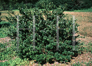 Picture of Ilex crenata 'Green Island'