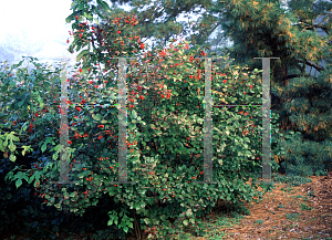 Picture of Viburnum opulus 