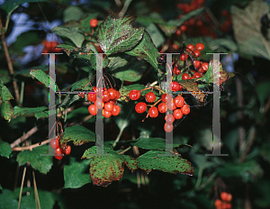 Picture of Viburnum opulus 