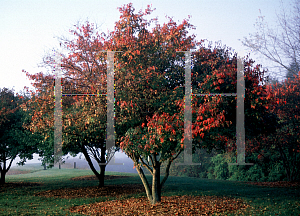 Picture of Acer tataricum ssp. ginnala 'Durand Dwarf'