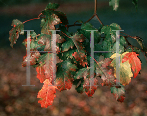 Picture of Acer tataricum ssp. ginnala 'Durand Dwarf'