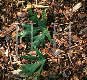 Picture of Acer saccharinum 'Wieri'