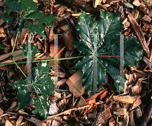 Picture of Acer platanoides 'Undulatum'
