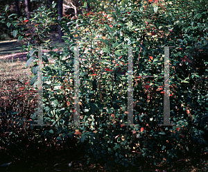 Picture of Ceanothus americanus 