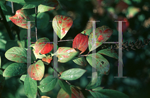 Picture of Ceanothus americanus 