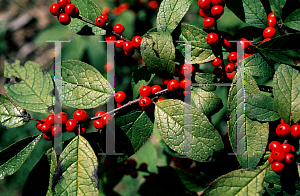 Picture of Ilex verticillata 'Fairfax'