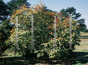 Picture of Ilex verticillata 'Fairfax'